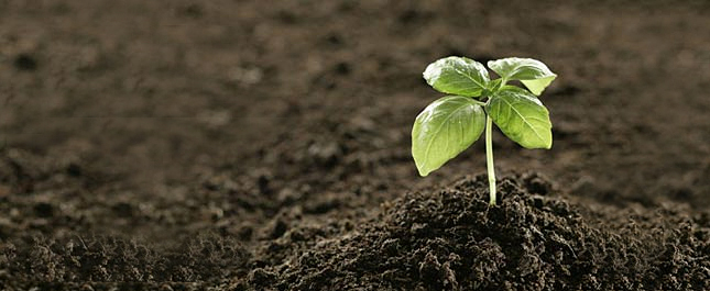 「土壤—生命培植」專頁   共同分享生命的獨特