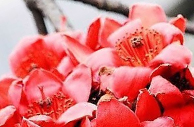 圖片：木棉花