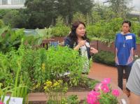 封面圖片 - 「心靈綠洲」－全港首個市區內最大園藝治療花園即將投入服務 感受市區內的綠色生命力 展開啟迪心靈新體驗