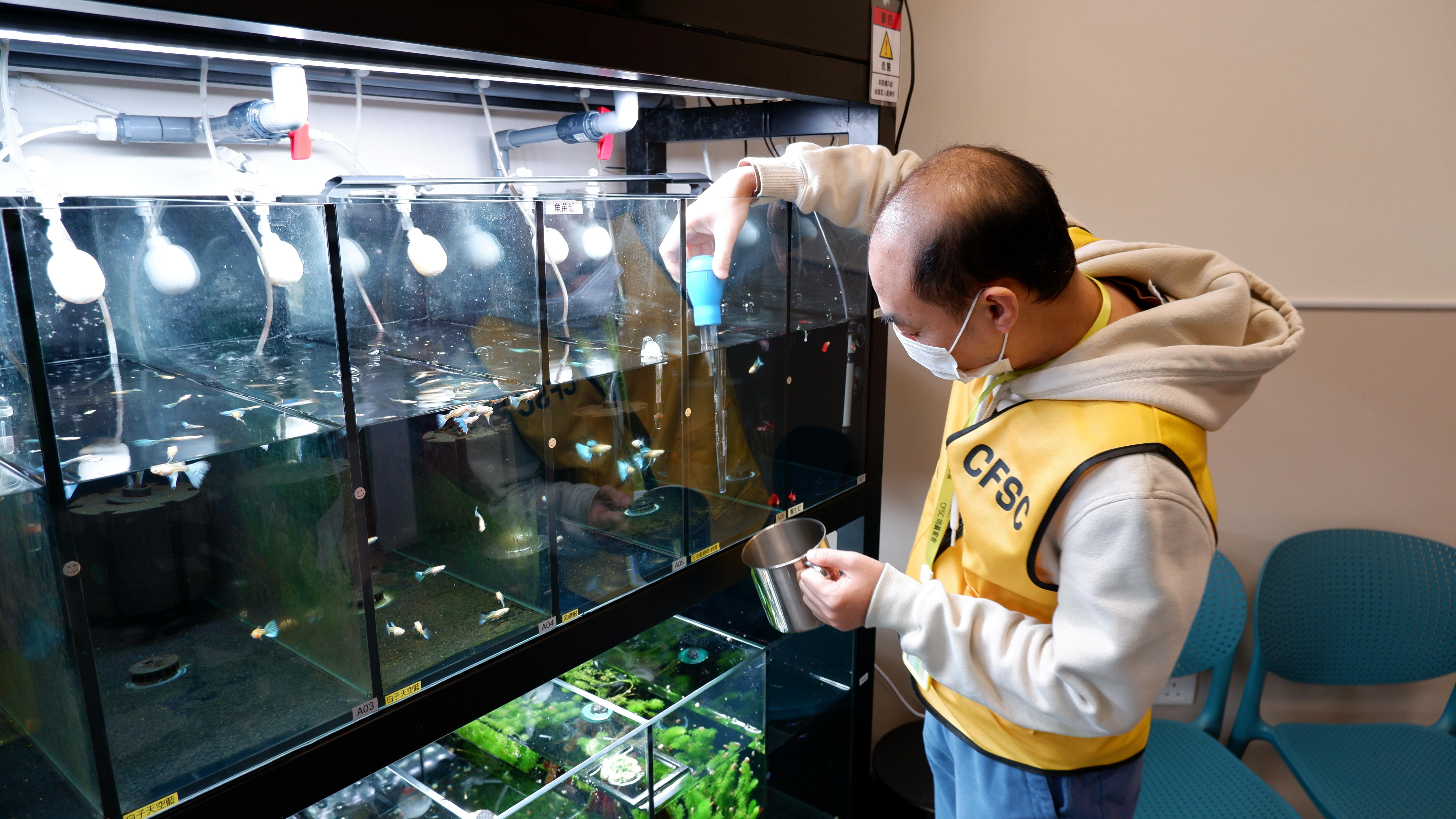 小魚室養魚活動